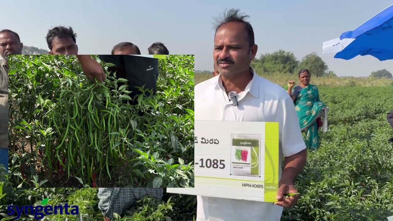 Syngenta కంపెనీ  నుండి వైరస్ నీ తట్టుకునే కొత్త మిరప  రకం HPH-1085🌶️🌶️