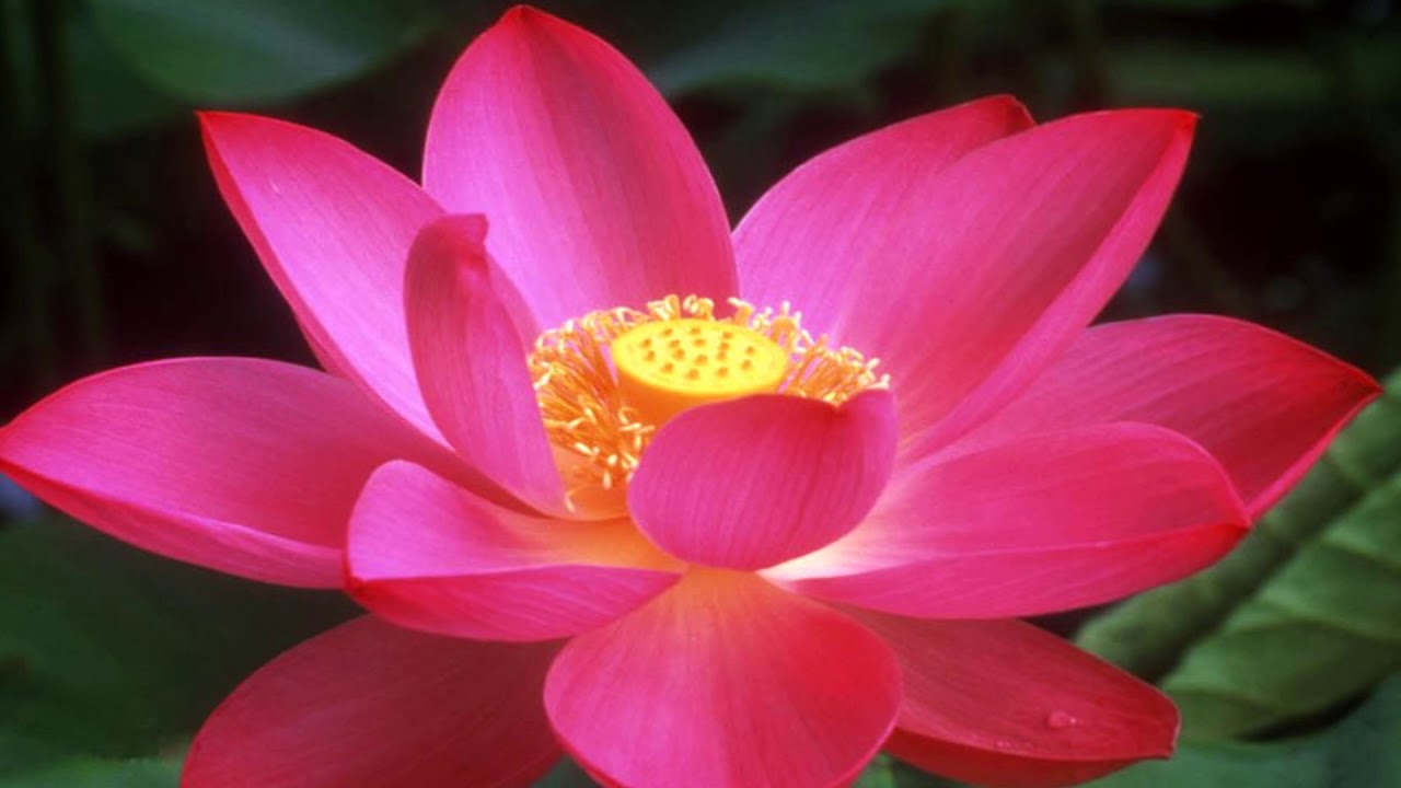 Beautiful Lotus Flowers (HD1080p)