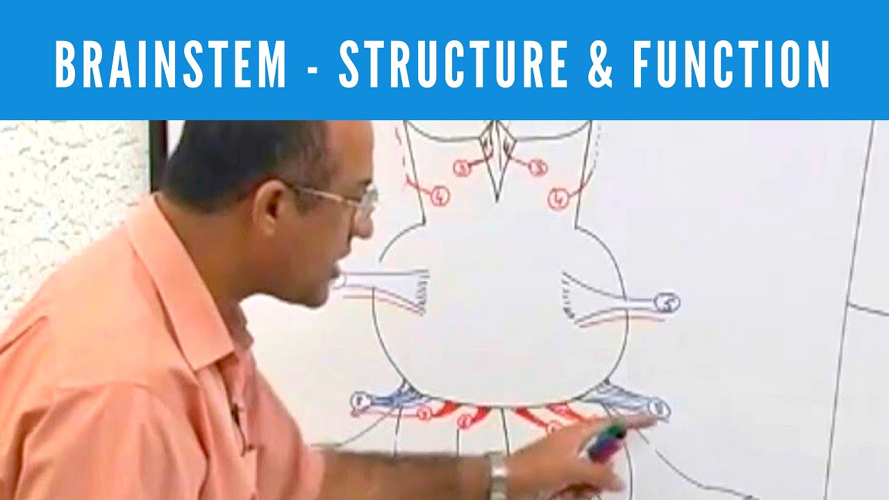 Brainstem | Structure and Function | Neuroanatomy