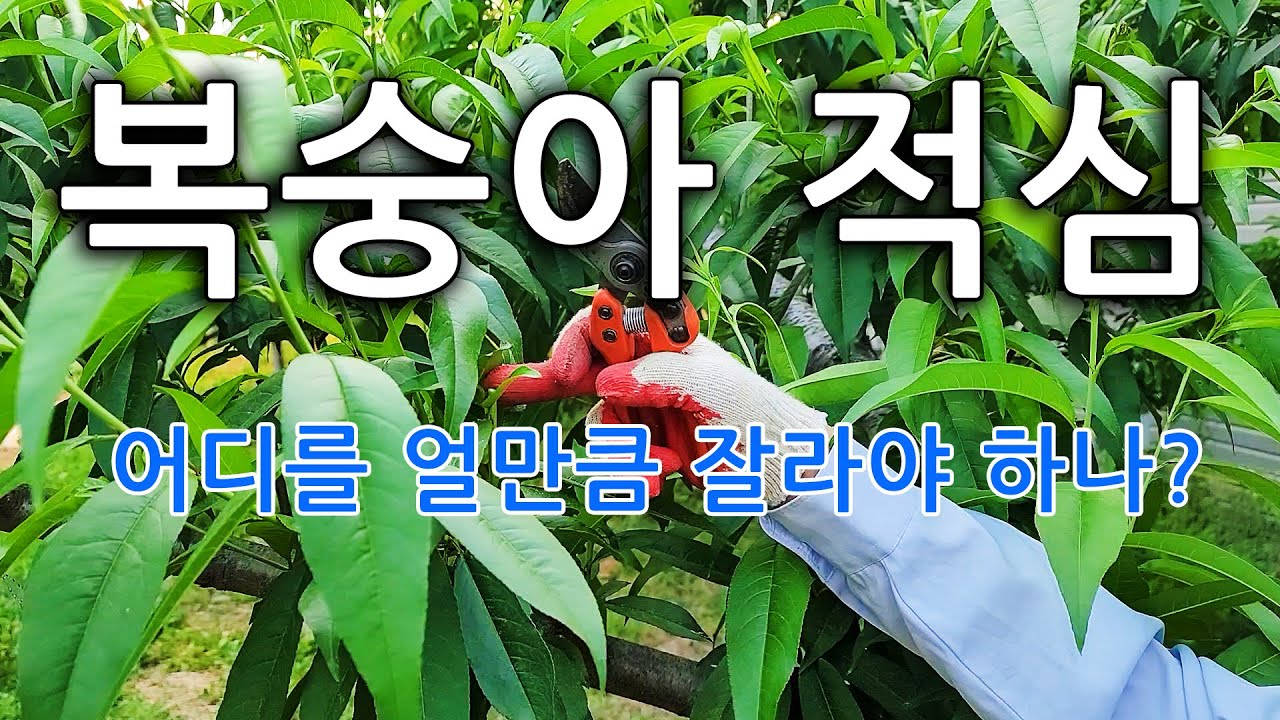 복숭아 적심 어디를 얼만큼 잘라야 하나?