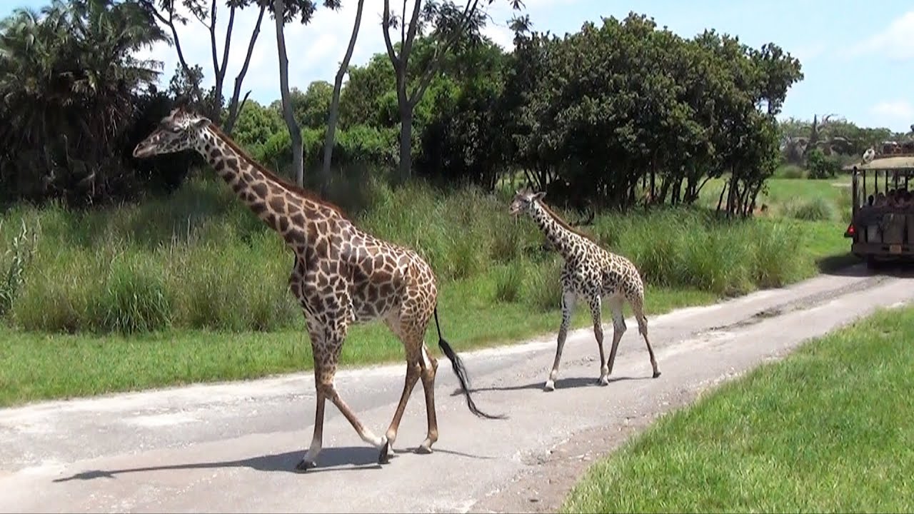 Kilimanjaro Safaris FULL Ride at Disney's Animal Kingdom, Front Row POV, Lots of Animal Views