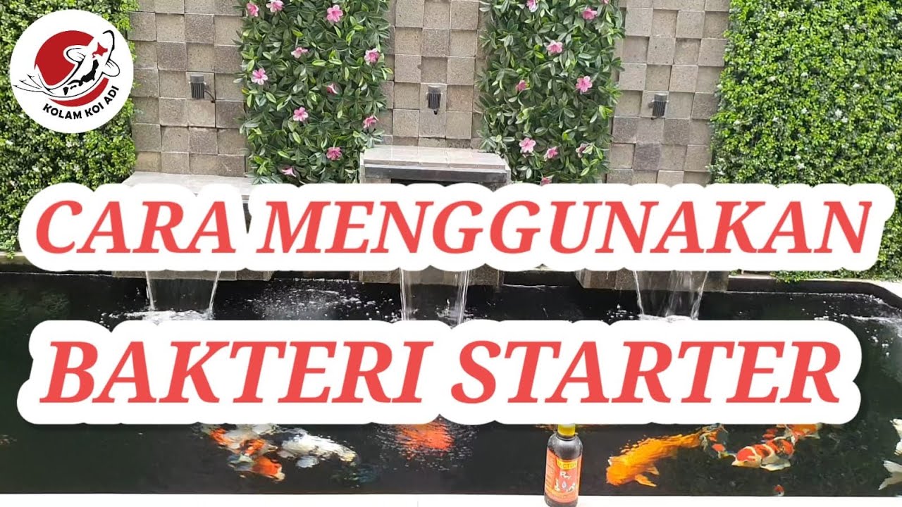 CARA MENGGUNAKAN BAKTERI STARTER