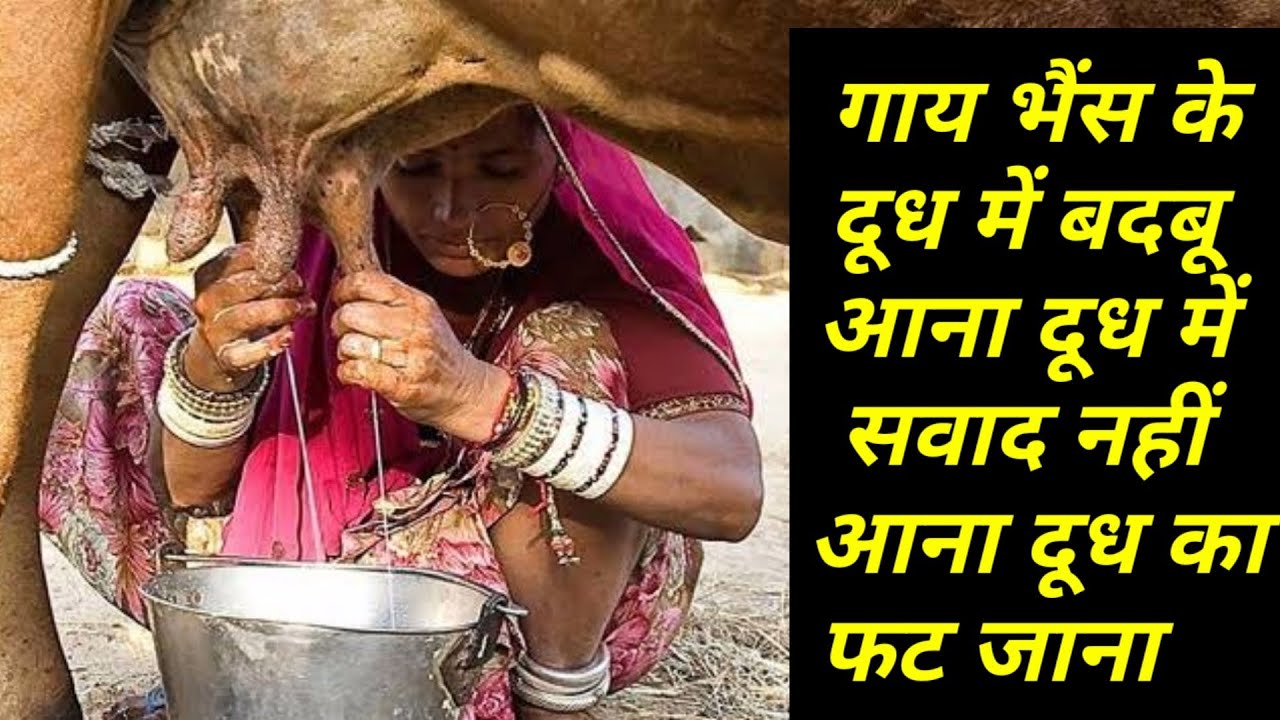 गाय भैंस के दूध में बदबू आना,दूध में सवाद नहीं आना,दूध का फट जाना ||No taste come,Smell come in milk