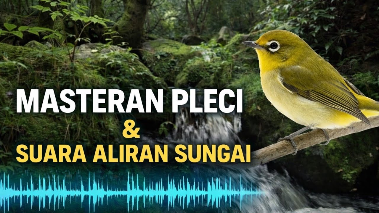 Masteran Pleci Ngalas 🐦 + Suara Aliran Sungai Jernih | Bikin Gacor & Tenang