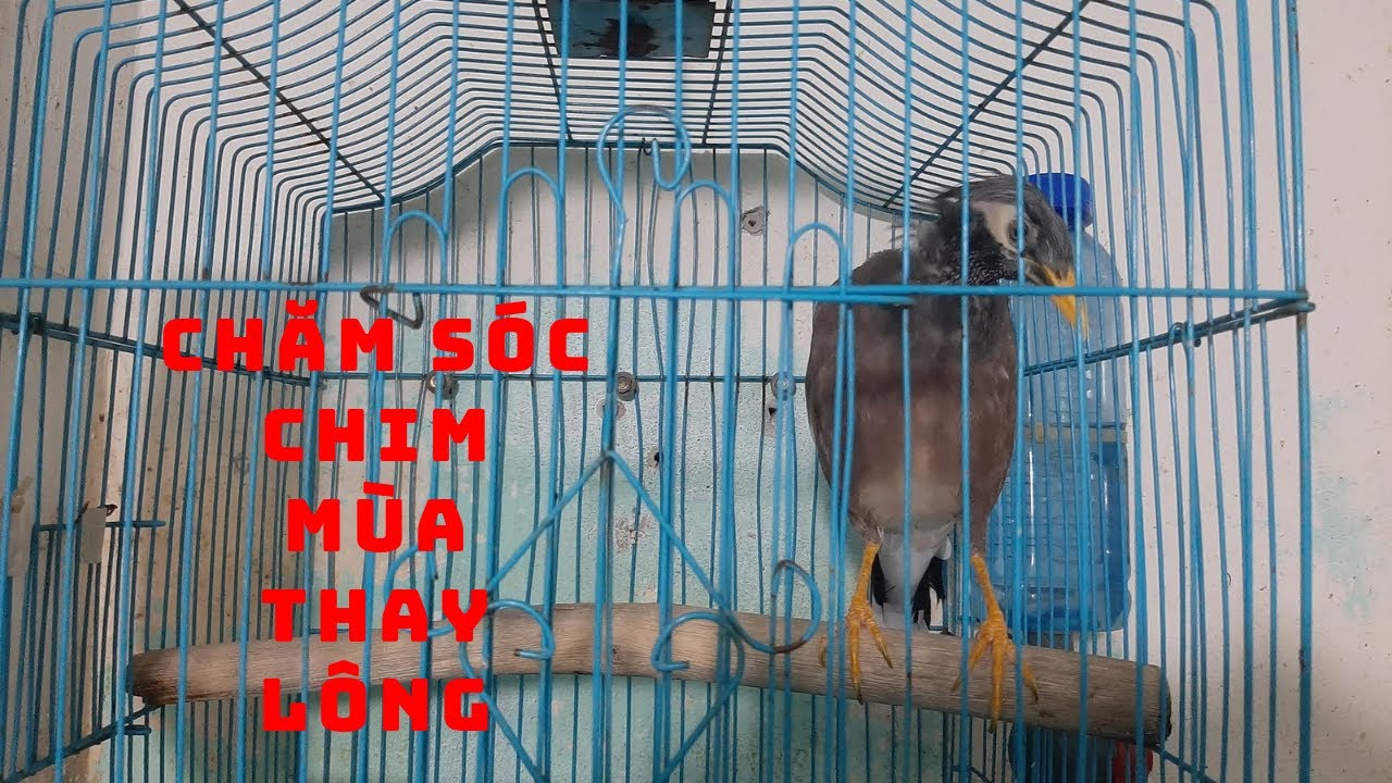 Mùa Thay Lông Chim Sáo, Chế Độ Chăm Sóc II Taking care of birds during molting season@KhiNguyen Vlog