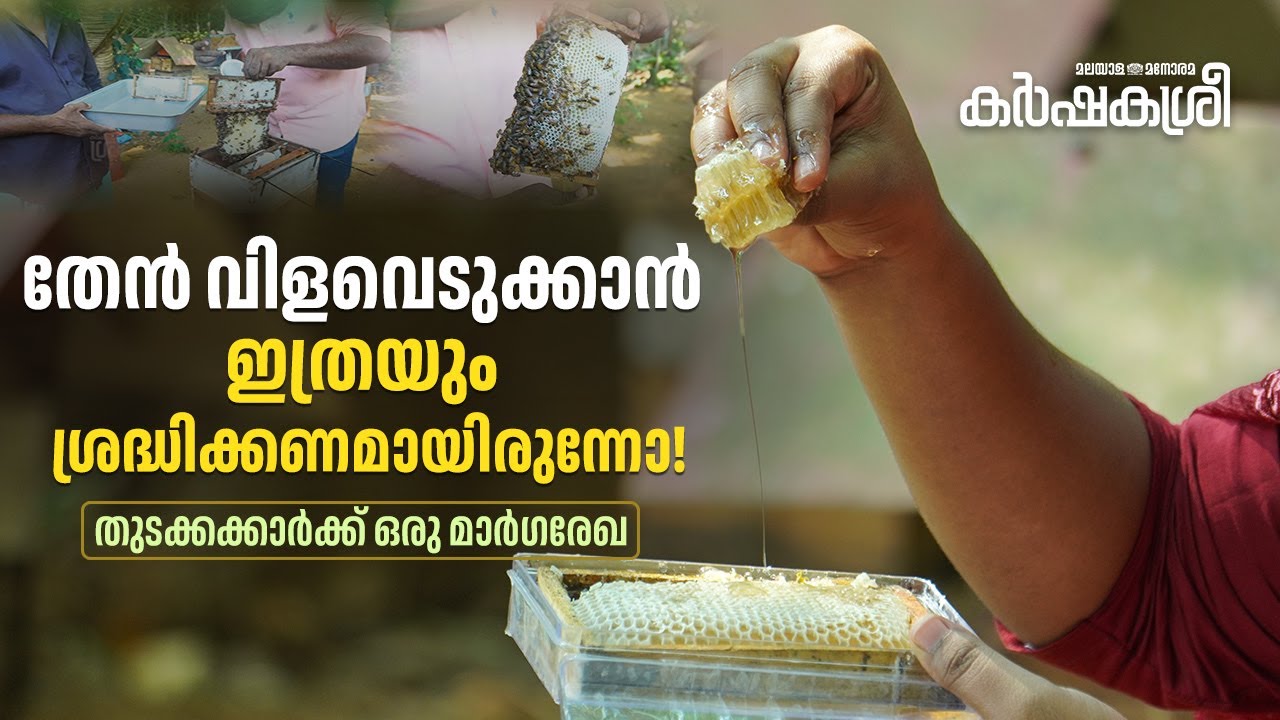 വൻ തേനീച്ചയുടെ വിളവെടുപ്പ് | Harvesting Honey | A Guide For Beginner Beekeepers