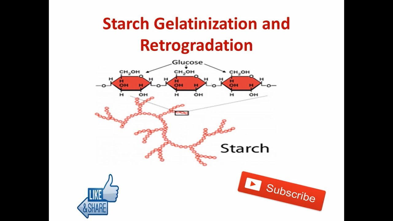 Starch Gelatinization and Retrogradation || Food Technology