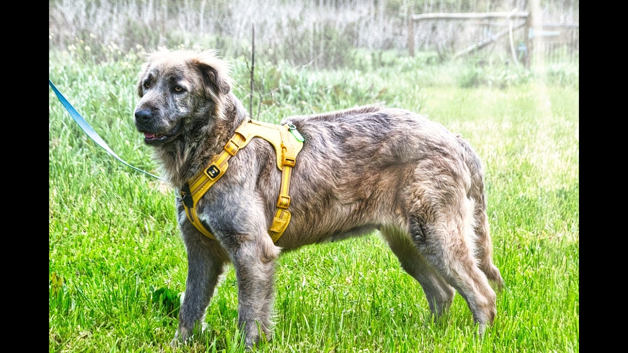 Nirvana, eine sensible Huendin