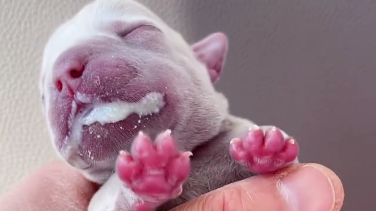 Good my puppy tripped into his own milk