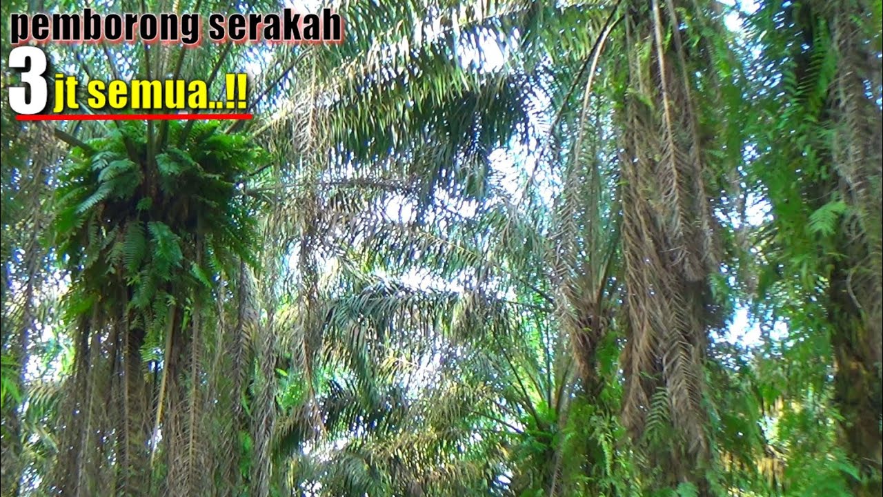 JANGAN IRI..!! SERAKAH BOLEH ASAH SETAJAM INI EGREK NYA || 3 JUTA PRUNING+NYEMPROT