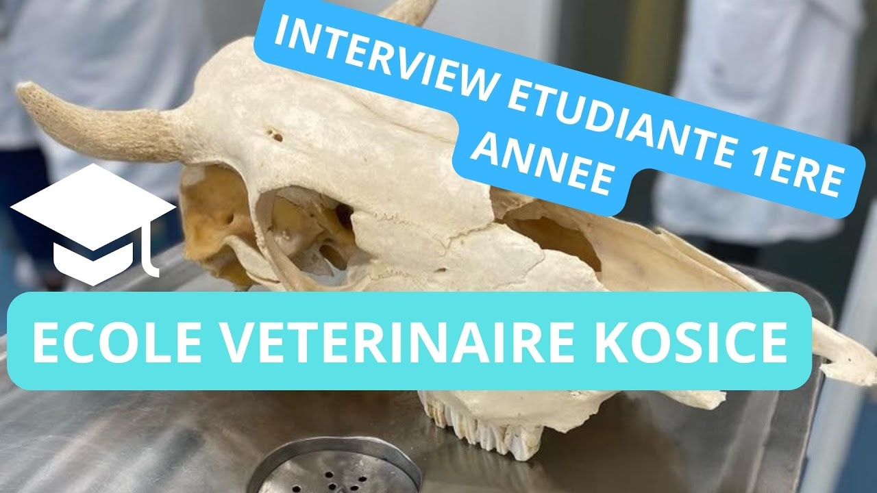 Interview d'une étudiante en première année
