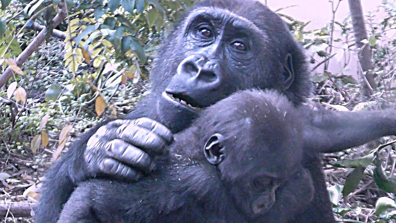 赤ちゃんゴリラキンタロウを優しく抱いてかわいがるゲンタロウ【京都市動物園】