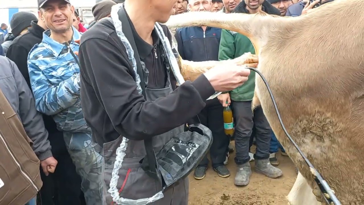 УЗИ КАРДАН ШВЕДА. 3 марта 2025 г.