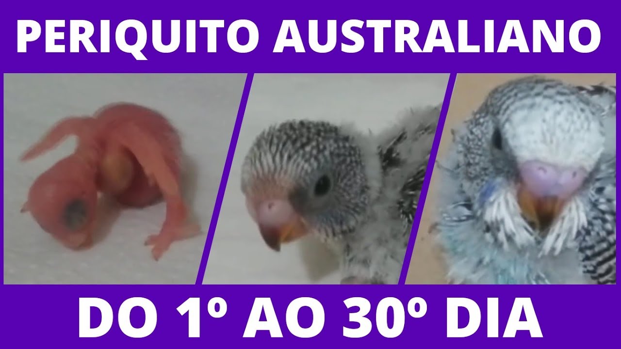 Desenvolvimento do filhote de periquito australiano