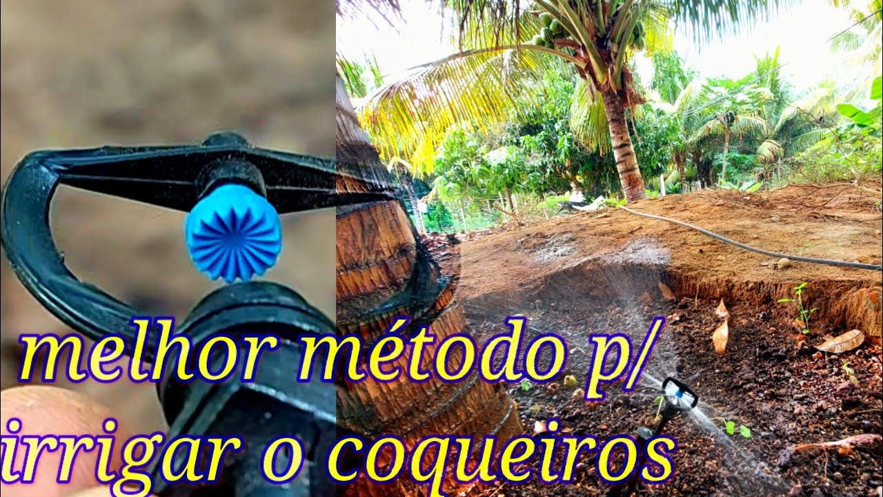 melhor método de irrigação p/ coqueiro...