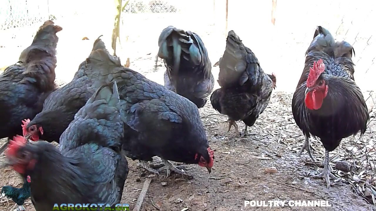 BLACK AUSTRALORPS - CHICKEN BREEDS - AGROKOTA.GR