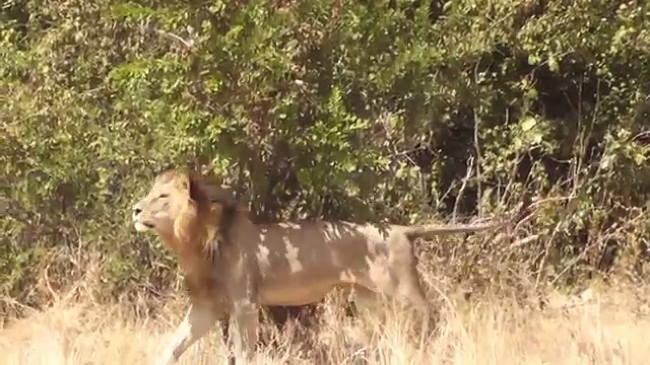 Safari in Ruaha Tanzania June 2014 (Ruaha Revisited Part 2)