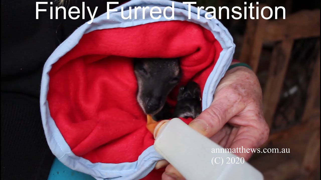 Bennett's Wallaby Tips and Tricks to Assist a New Australian Wildlife Rehabilitator