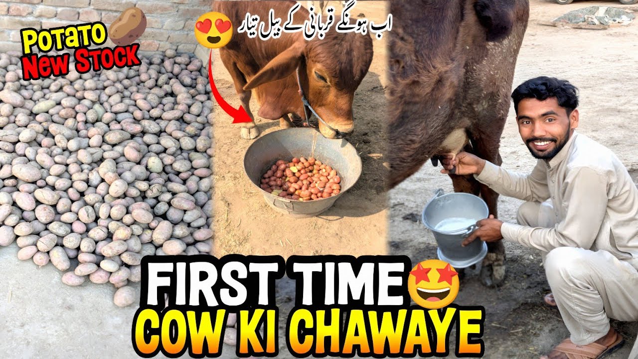First Time Cow Ki Chawaye 😍 Potato Ka New Stock A Gya |😍اب ہونگے قربانی کے بیل تیار 