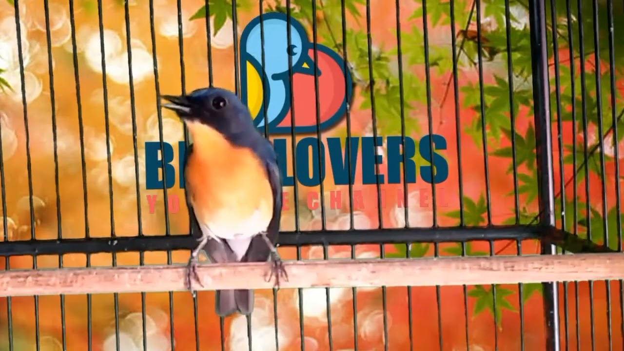 KICAU TLEDEKAN GUNUNG TERKEREN ‼️ SEMUA BURUNG PASTI RESPON || MASTERAN MURAI BATU DAN CUCAK IJO