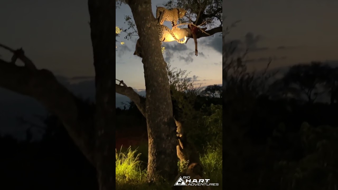 Leopard,  Hyena encounter.