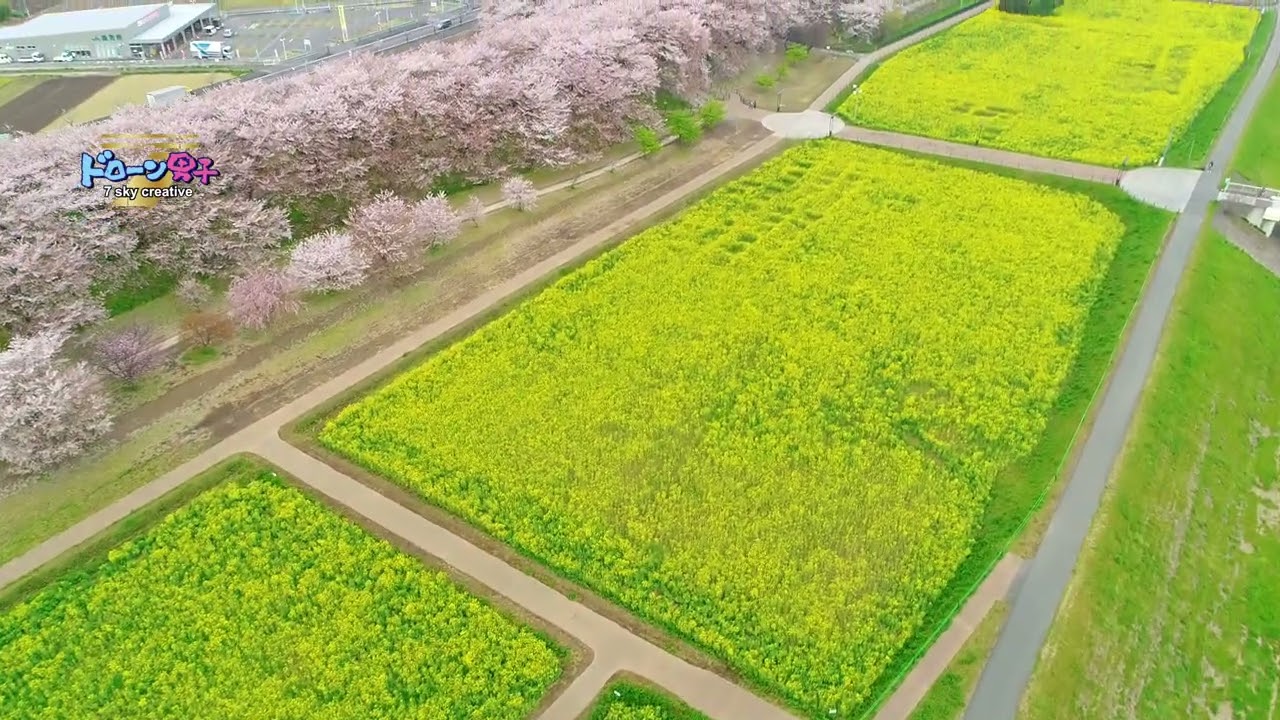 埼玉県では外せない！「幸手市の権現堂公園の菜の花と桜」ドローン男子空撮