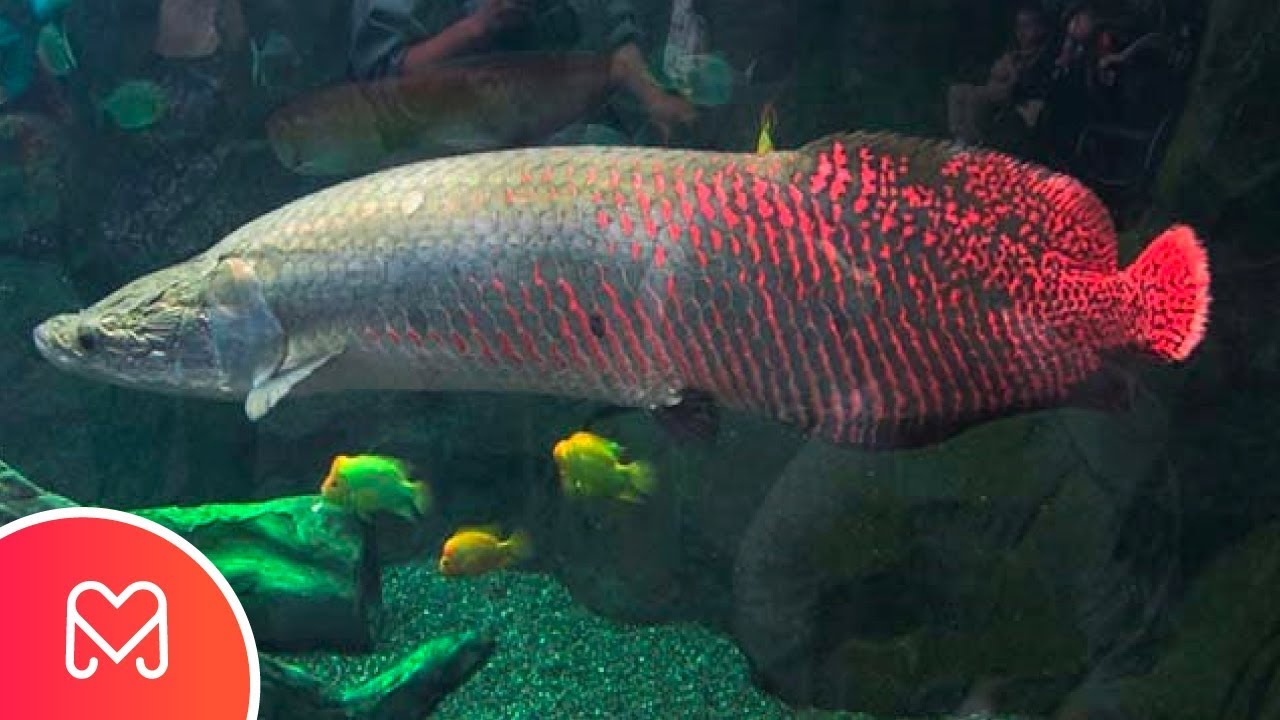 PIRARUCU O MAIOR PEIXE DO BRASIL