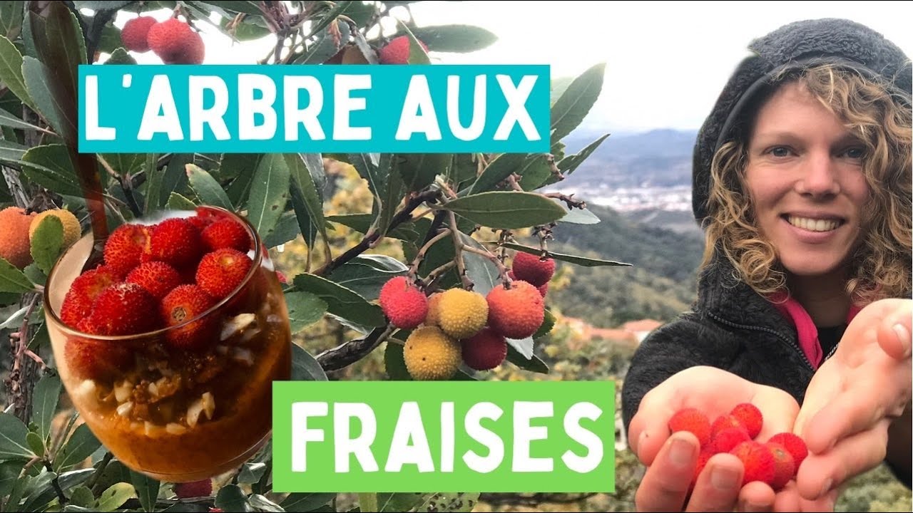 L'arbousier, ou arbre aux fraises (Arbutus unedo)