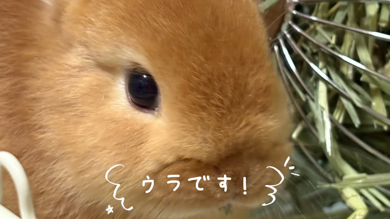 初めまして、ウラです！