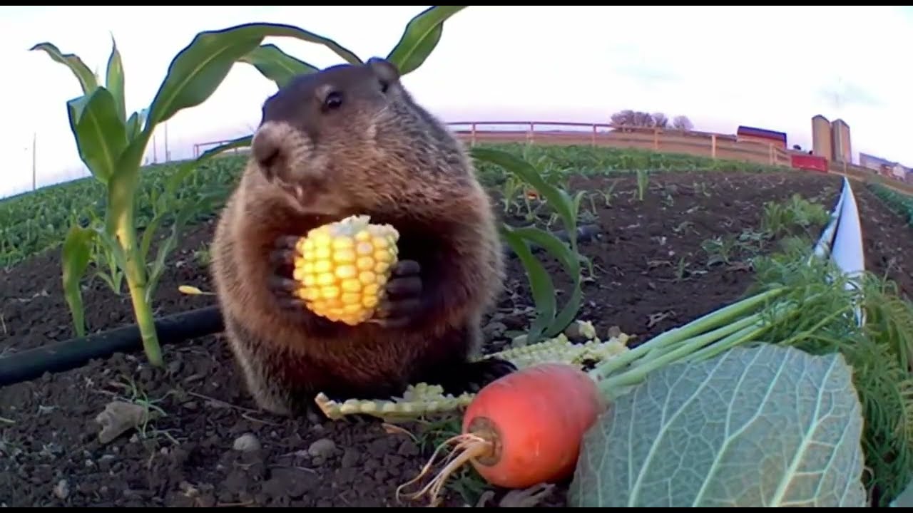 Groundhog Steals Farmer’s Crops and Eats Them on Camera | Wild Animal Caught in the Act