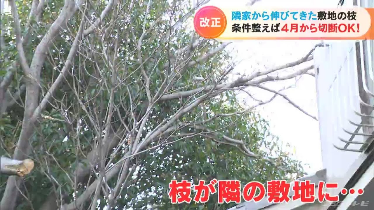 ｢隣の家から伸びてきた枝｣に悩むことは無くなる？　4月からは条件を満たせば切り落としてもＯＫに