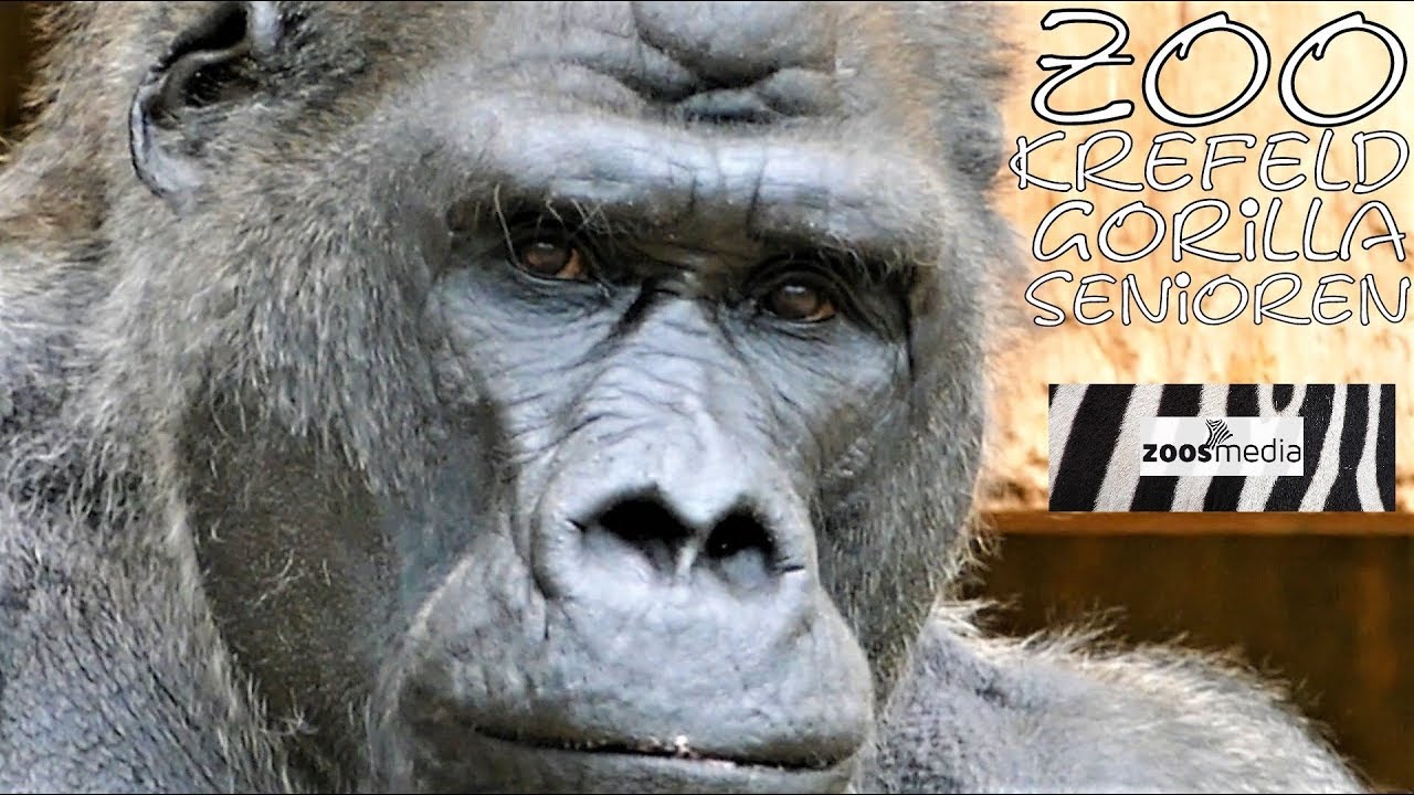 Gorillas im Zoo Krefeld 🦍 Die Senioren-Gruppe | zoos.media