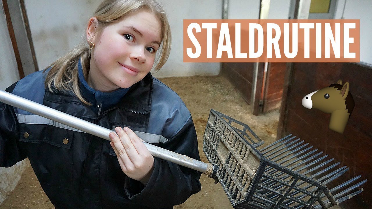 Min daglige rutine hos hestene