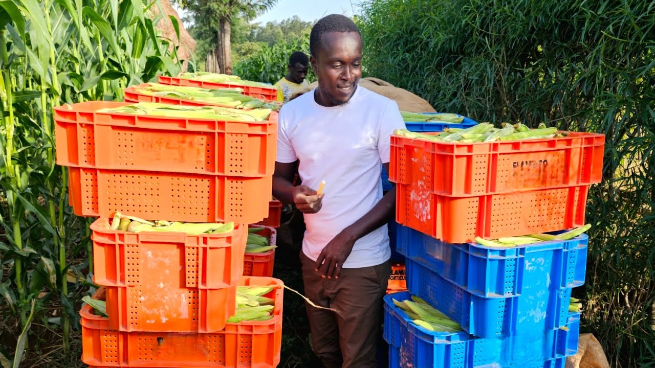 The Business of Baby Corn: Everything You Need to Know! #babycorns