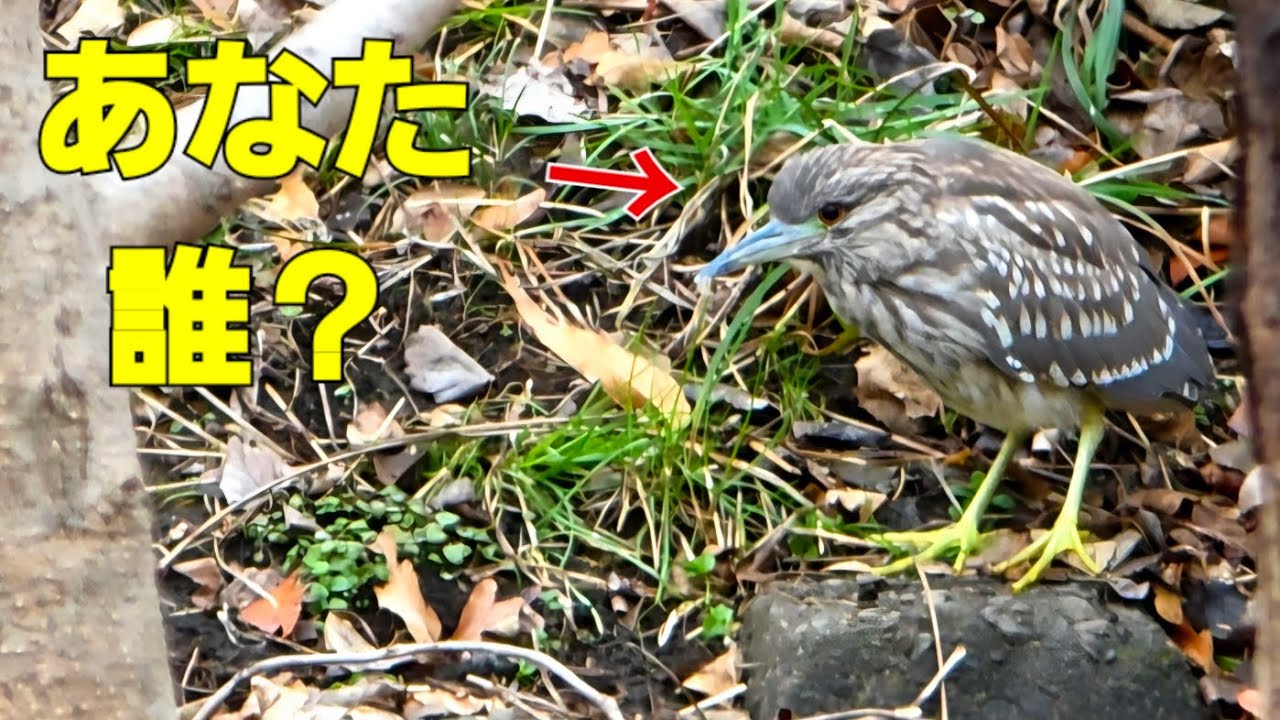 2026.2.11　謎の野鳥🤔『ゴイサギ』『幼鳥』#vlog #癒し #shorts #かわいい #日本#植物#草花#自然#観察#散歩