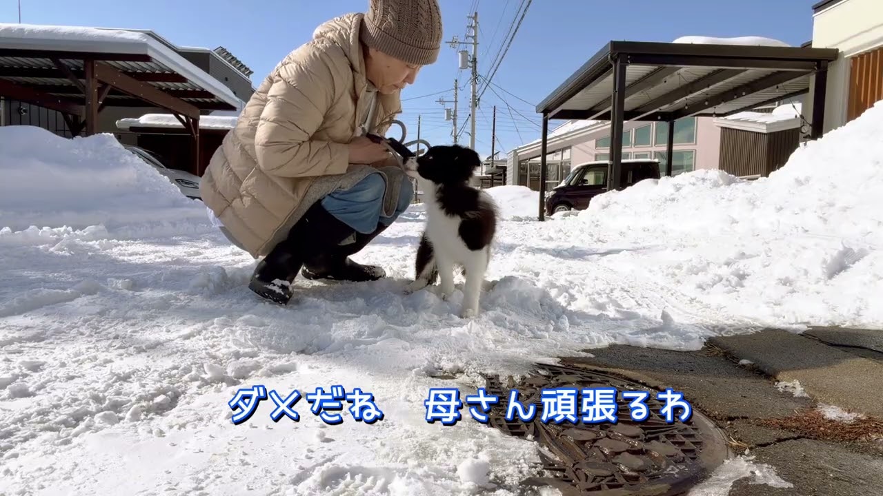ボーダーコリーの女の子3ヶ月お迎えしたんですがこりゃ大変です
