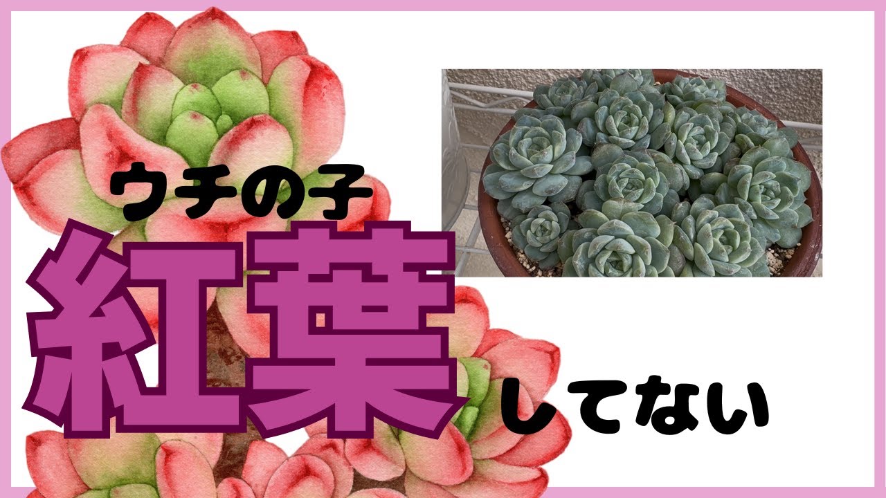 多肉植物　紅葉してない　狩っ多肉の紹介