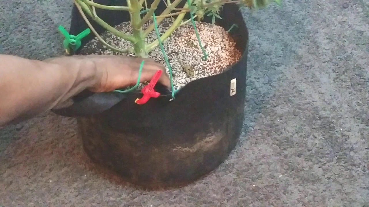 First indoor autoflower harvest. Fast Buds GSC.