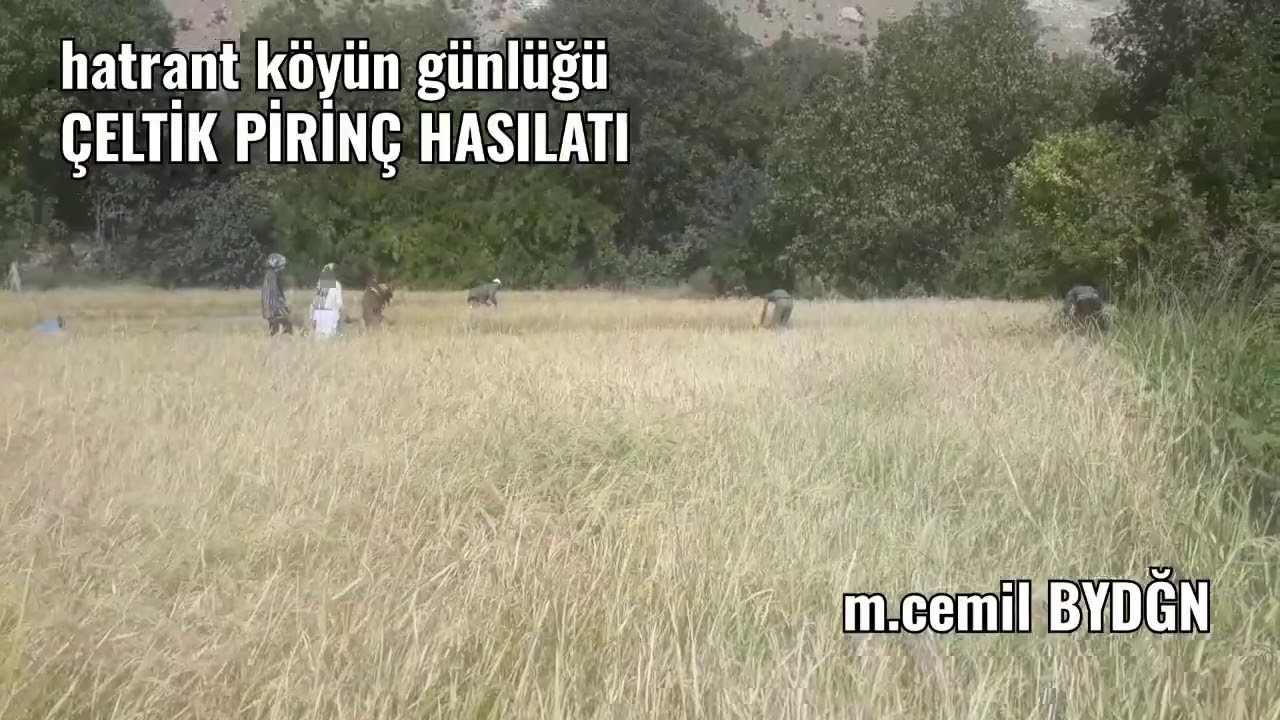 hatrant köyün mezrası halwent ÇELTİK PİRİNÇ hasılatı