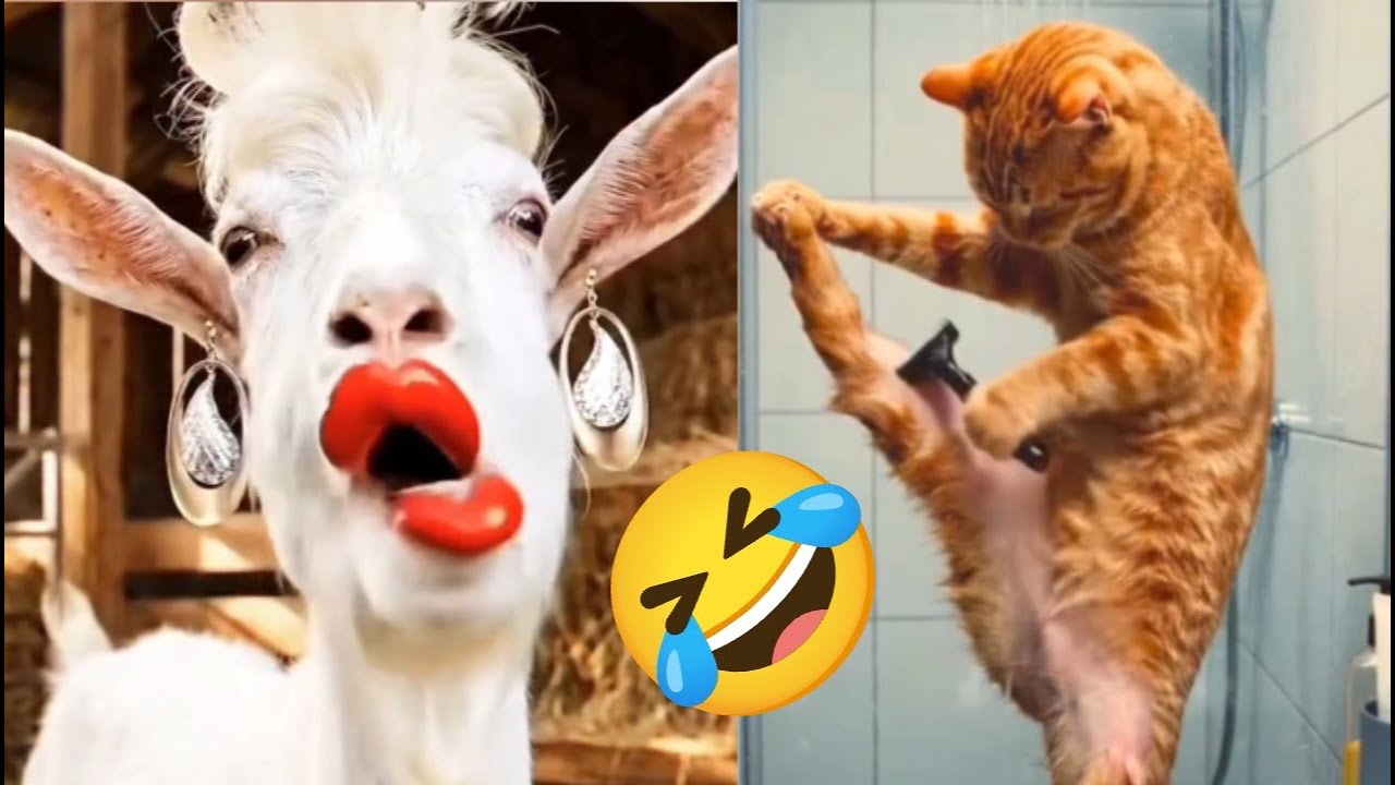 Funniest Animals of the Year! Try Not To Laugh Challenge Level 24