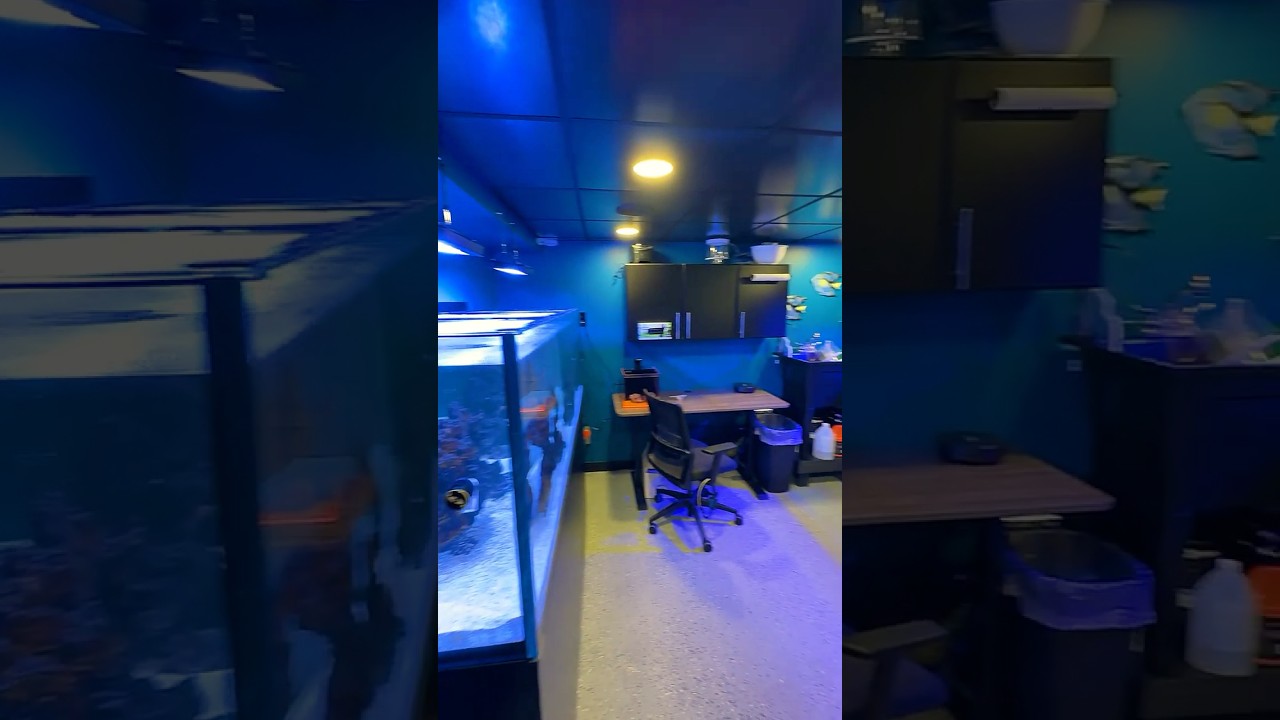 🔬 Ultimate Saltwater Fish Room Tour! | Reef Tanks, Quarantine, Coral, & More!