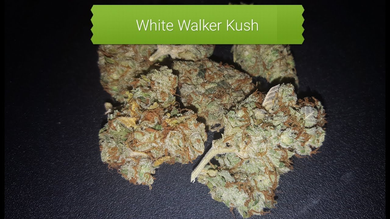White Walker Kush Smoke Session
