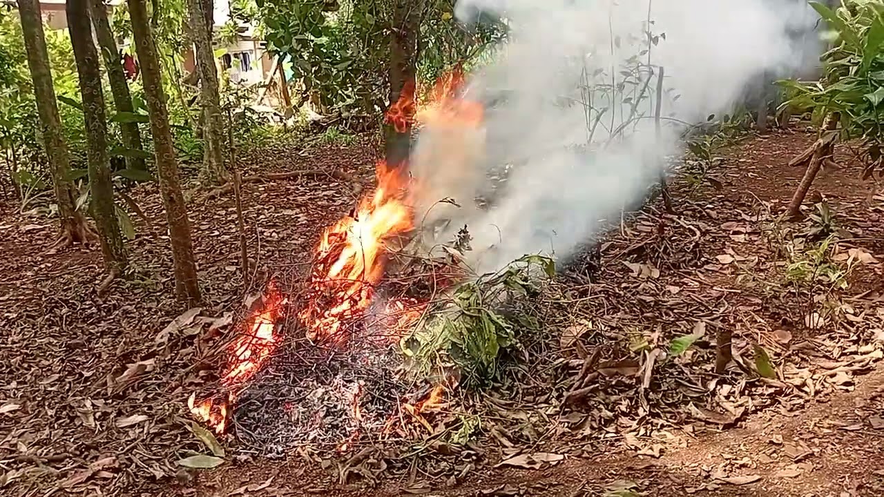 Burning Dry Leaf Waste