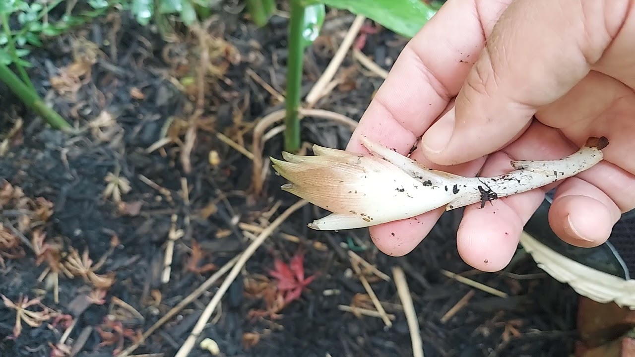 Myoga ginger. A real culinary grade ginger that is hardy to zone 6!