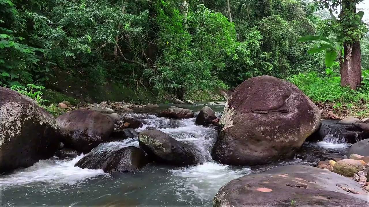 Gentle Water Stream in Tropical Jungle for Relaxing Moments