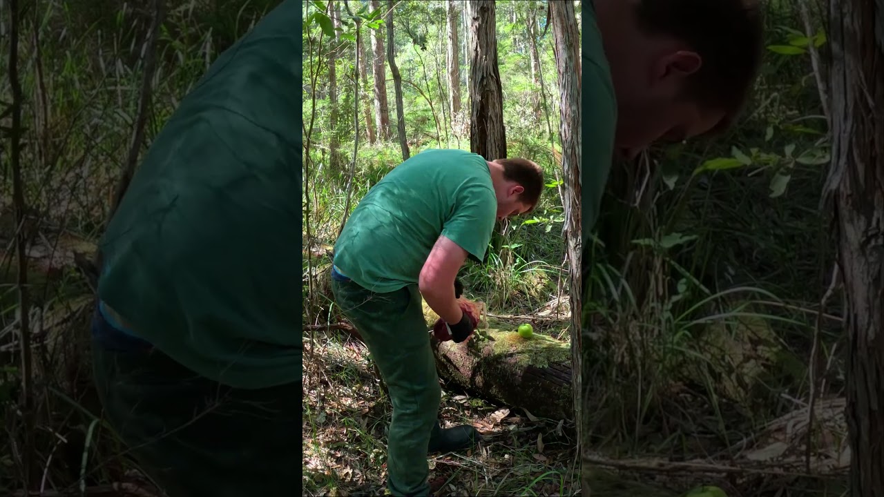 Yowie Australia's Bigfoot Caught On Trail Camera! #bigfoot #yowie #scary