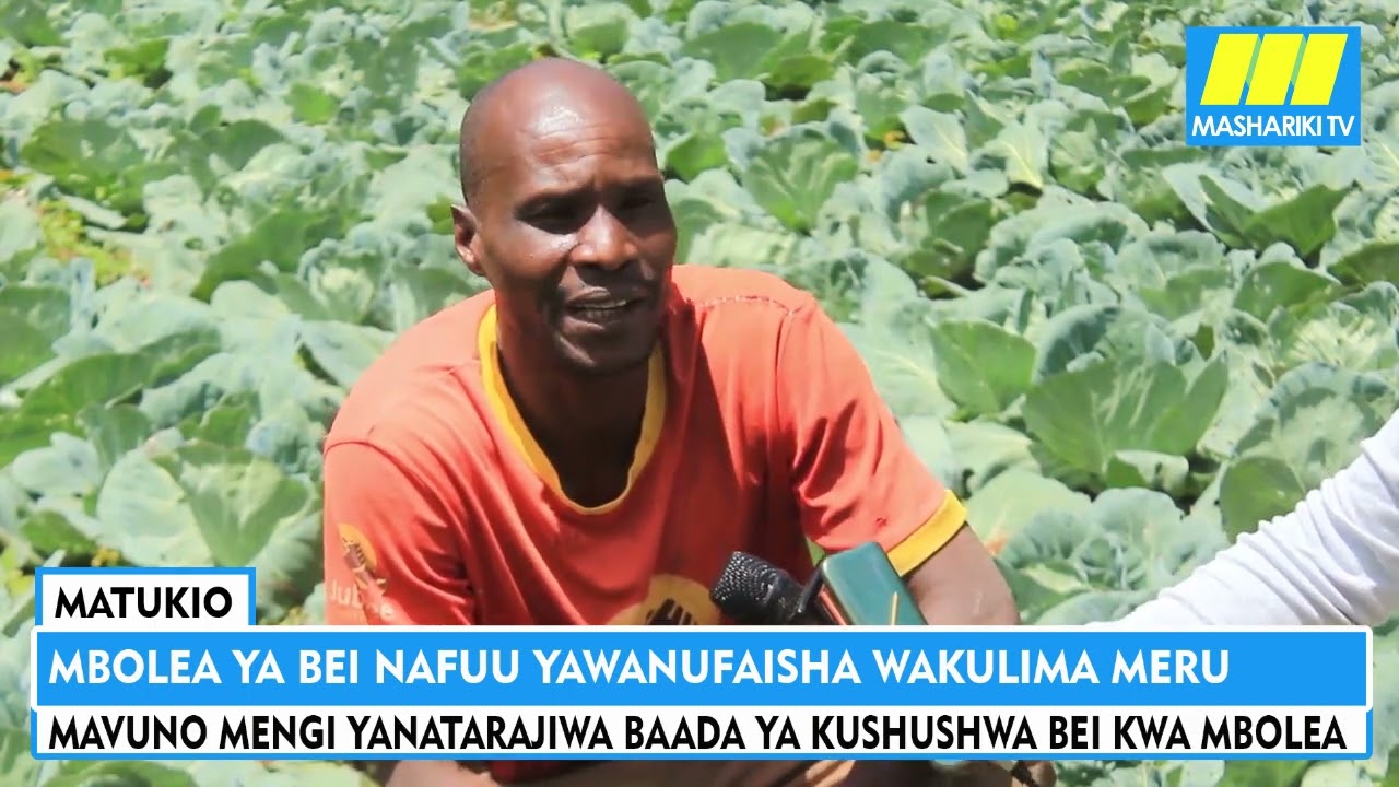 Wakulima Meru wafurahia mazao bomba baada ya kupokea mbolea ya bei nafuu kutoka kwa serikali kuu
