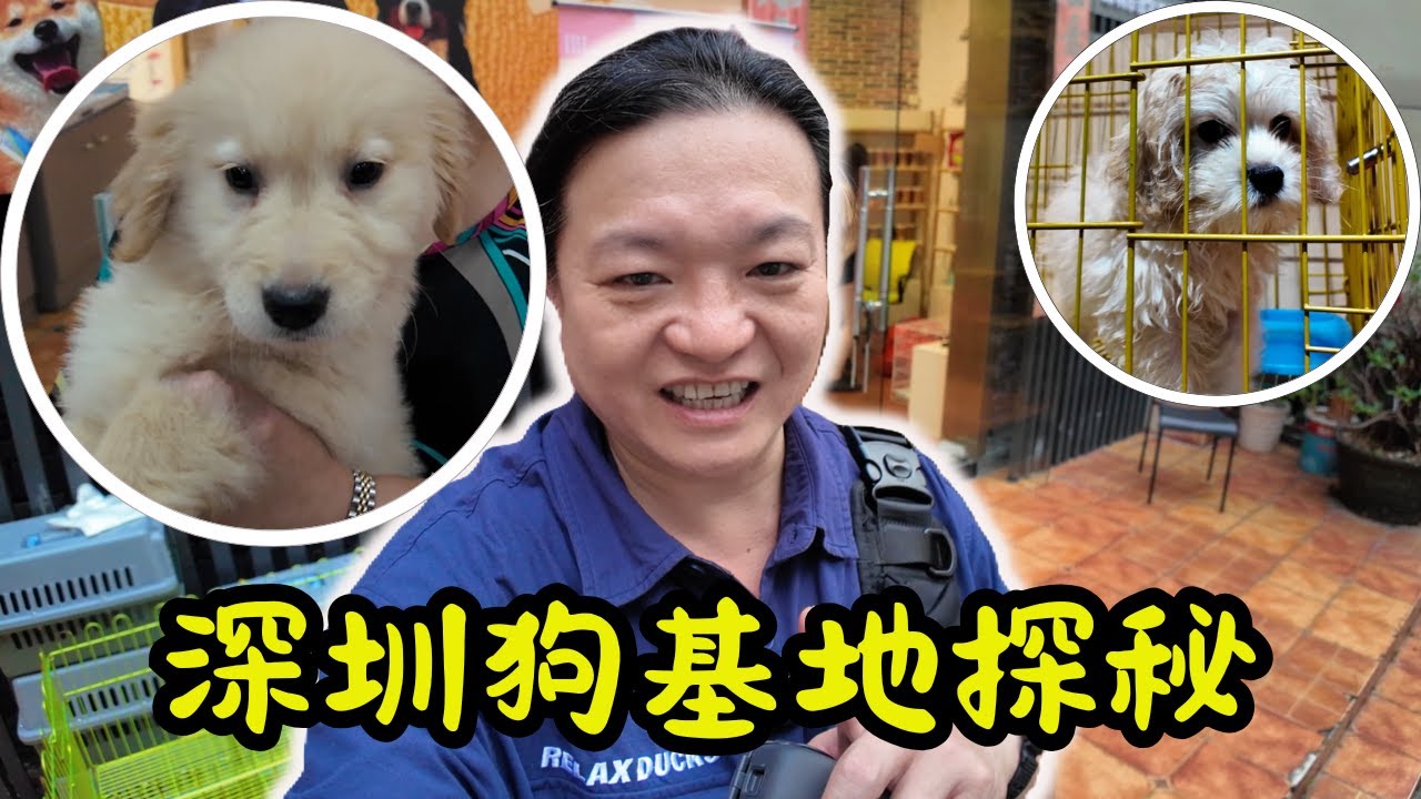 [ 深圳食買玩 ] 🐾探秘南山寵物狗基地｜✨星辰明星寵物基地🏡