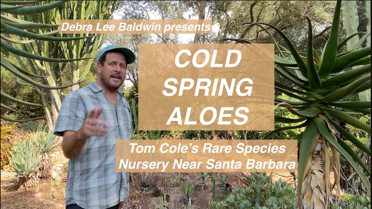 Santa Barbara's Rare Aloe Nursery