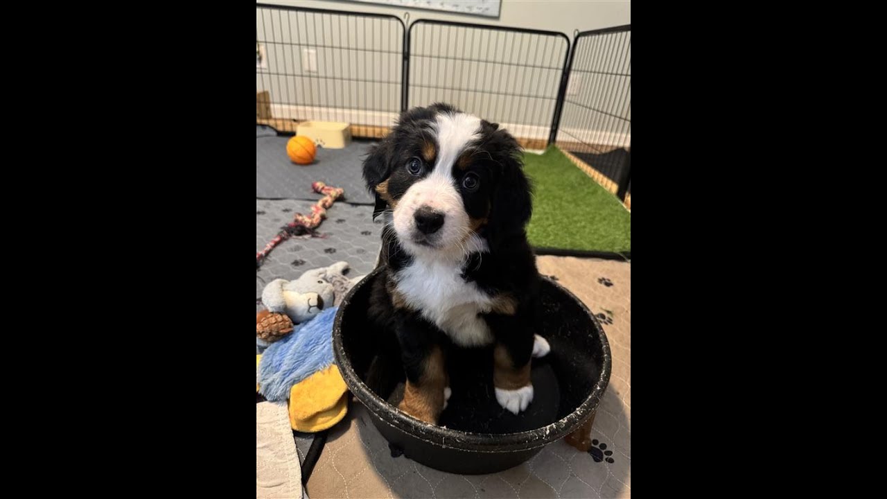 Bluey - Watch First!
